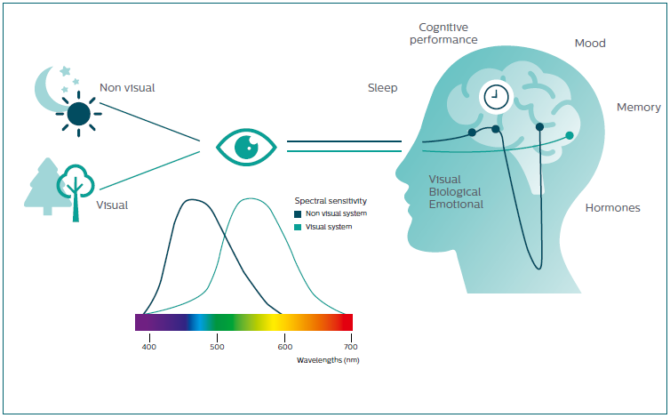 Human Centric Lighting Abbildung 2